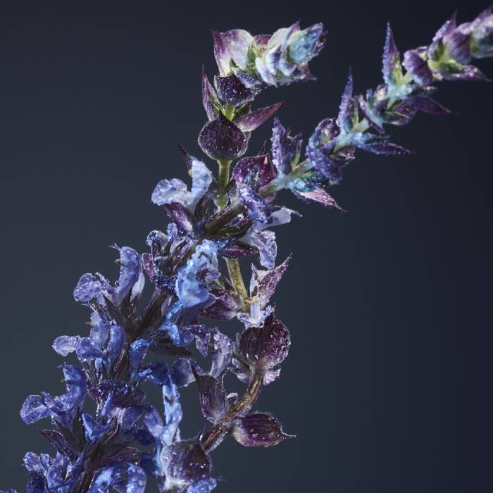 1 MILLION ROYAL PERFUME by RABANNE at Sundora