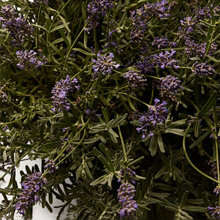 K BY DOLCE&GABBANA EAU DE TOILETTE PERFUME by DOLCE & GABBANA at Sundora