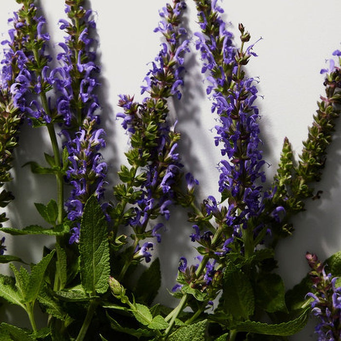 THE ONE FOR MEN EAU DE PARFUM PERFUME by DOLCE & GABBANA at Sundora