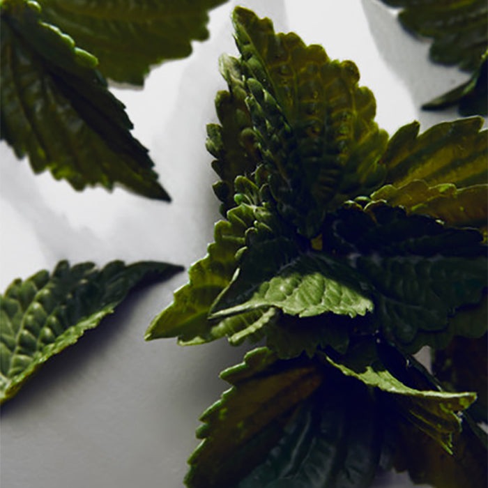 LIGHT BLUE POUR HOMME EAU DE TOILETTE PERFUME by DOLCE & GABBANA at Sundora