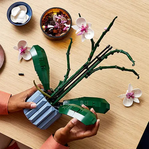 ১০৩১১ অর্কিড