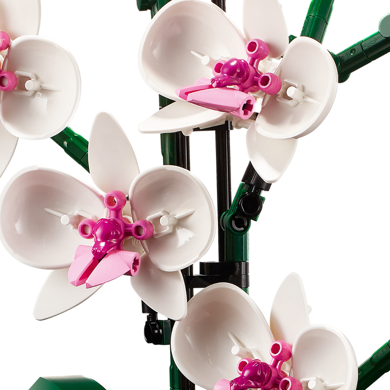 ১০৩১১ অর্কিড