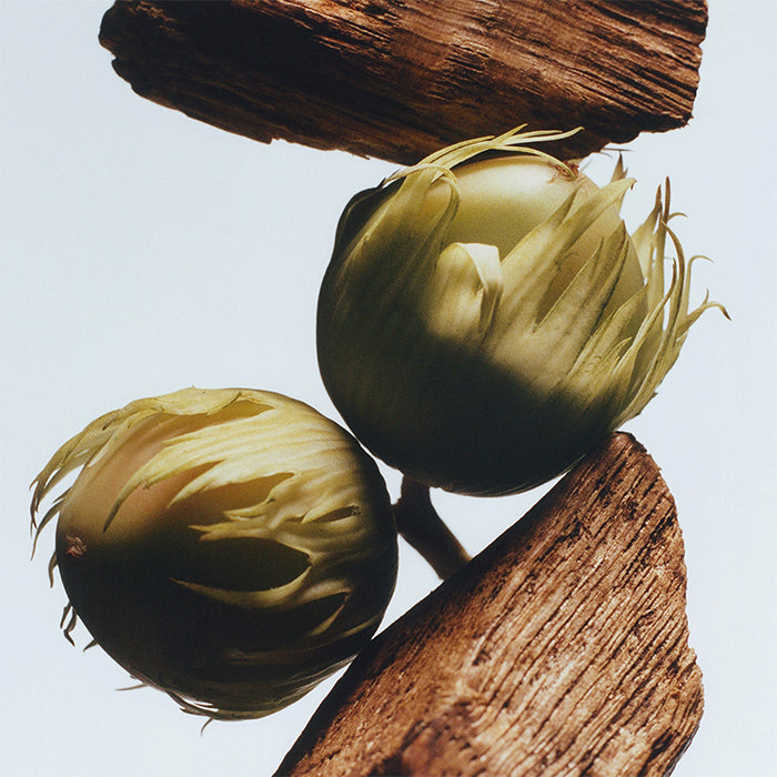 ENGLISH OAK & HAZELNUT COLOGNE PERFUME by JO MALONE at Sundora