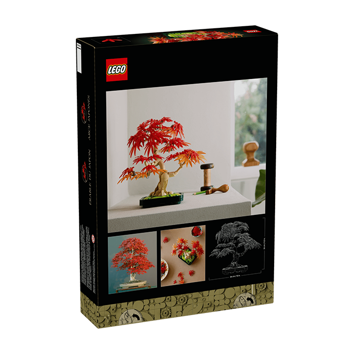 10348 Japanese Red Maple Bonsai Tree