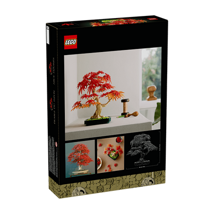 10348 Japanese Red Maple Bonsai Tree