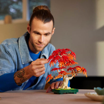 10348 Japanese Red Maple Bonsai Tree