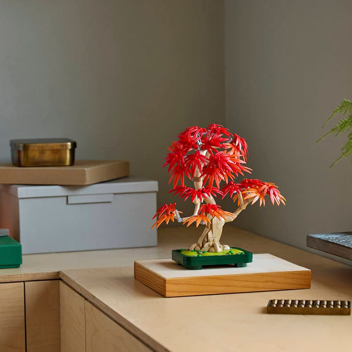 10348 Japanese Red Maple Bonsai Tree