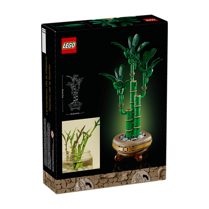 10344 Botanicals Lucky Bamboo