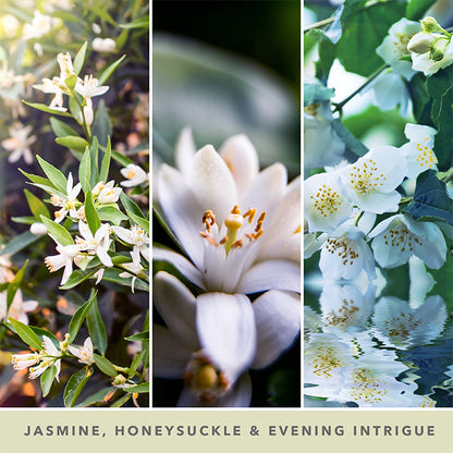 MIDNIGHT JASMINE SIGNATURE JAR CANDLE by YANKEE CANDLE at Sundora