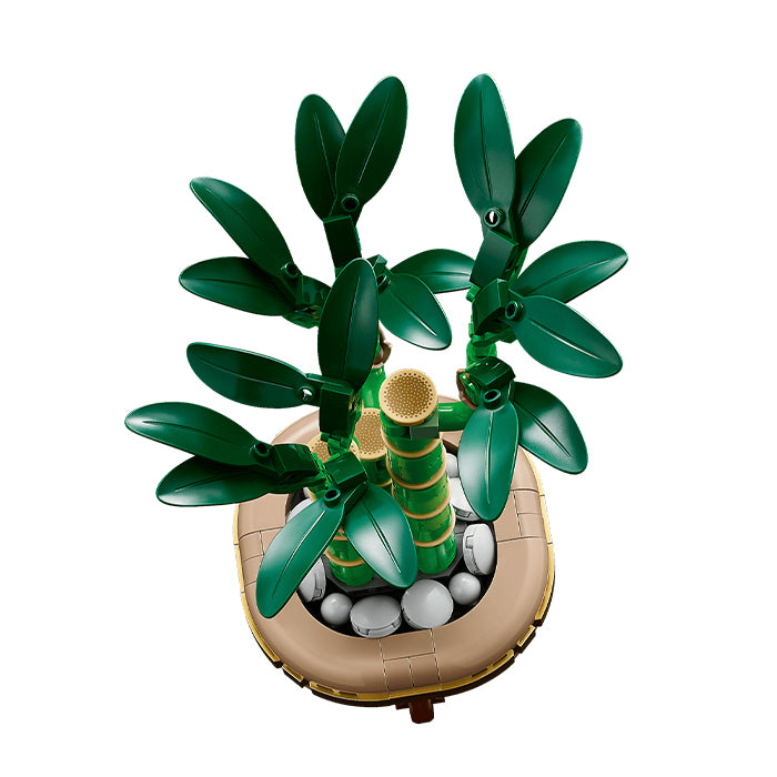 10344 Botanicals Lucky Bamboo