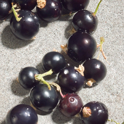 DOLCE VIOLET EAU DE TOILETTE GIFT SET GIFT SET by DOLCE &amp; GABBANA at Sundora