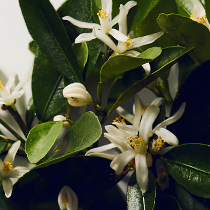 POUR FEMME EAU DE PARFUM PERFUME by DOLCE &amp; GABBANA at Sundora