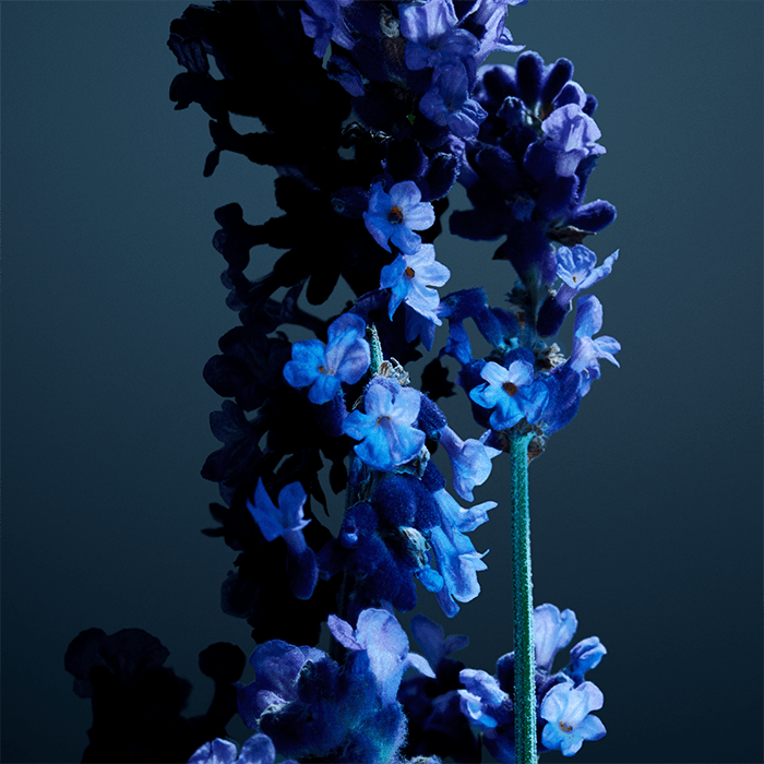 PHANTOM PARFUM PERFUME by RABANNE at Sundora