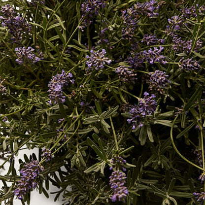 INTENSO EAU DE PARFUM PERFUME by DOLCE &amp; GABBANA at Sundora