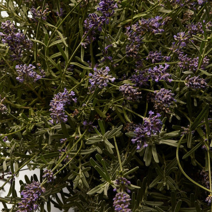 THE ONE FOR MEN EAU DE TOILETTE PERFUME by DOLCE &amp; GABBANA at Sundora