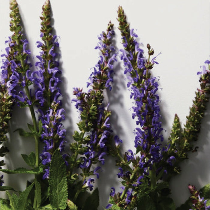 POUR HOMME EAU DE TOILETTE PERFUME by DOLCE &amp; GABBANA at Sundora