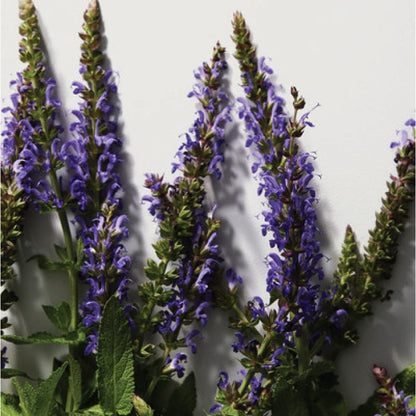 POUR HOMME EAU DE TOILETTE PERFUME by DOLCE &amp; GABBANA at Sundora