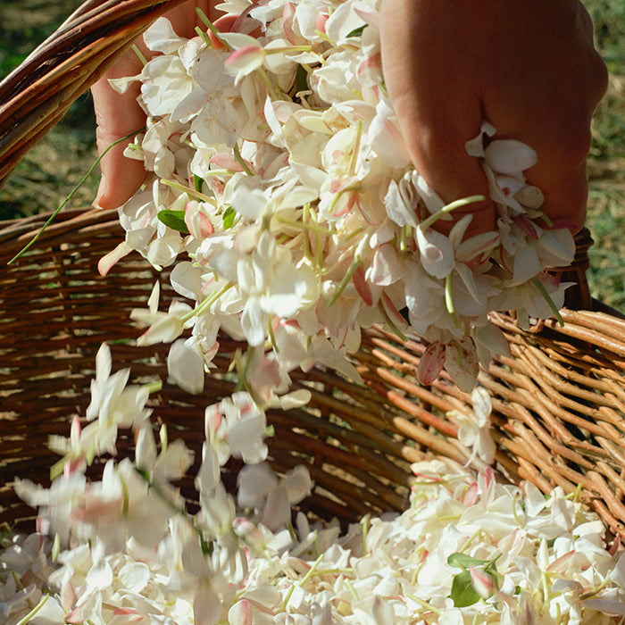 GELSOMINO A FREDDO PERFUME by ACQUA DI PARMA at Sundora
