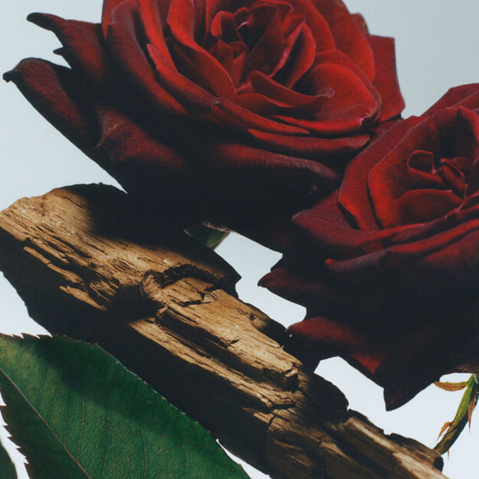 VELVET ROSE &amp; OUD COLOGNE INTENSE PERFUME by JO MALONE at Sundora