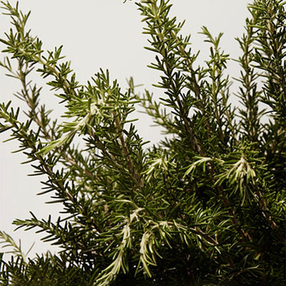 LIGHT BLUE POUR HOMME EAU DE TOILETTE GIFT SET GIFT SET by DOLCE &amp; GABBANA at Sundora