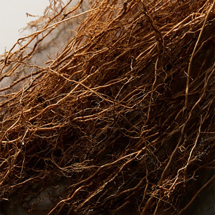 K BY DOLCE&amp;GABBANA EAU DE TOILETTE PERFUME by DOLCE &amp; GABBANA at Sundora