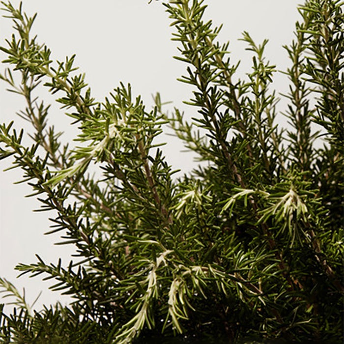 LIGHT BLUE POUR HOMME EAU DE TOILETTE GIFT SET GIFT SET by DOLCE &amp; GABBANA at Sundora