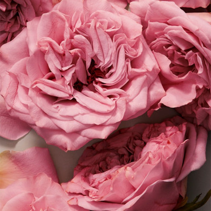 THE ONE EAU DE PARFUM PERFUME by DOLCE &amp; GABBANA at Sundora