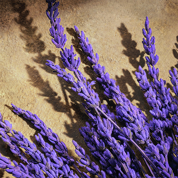 Devotion Pour Homme Parfum