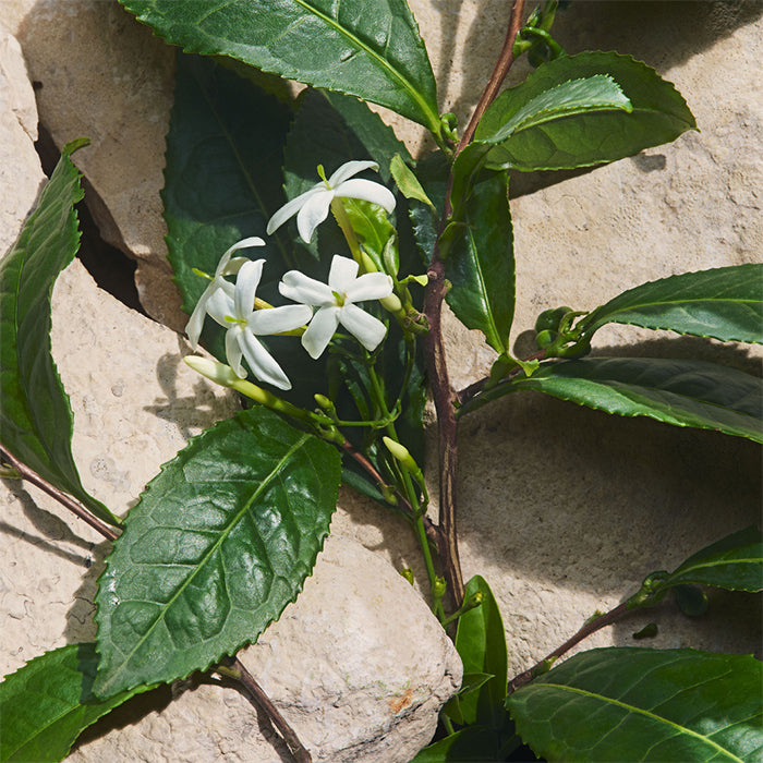 LIGHT BLUE CAPRI IN LOVE EAU DE PARFUM PERFUME by DOLCE &amp; GABBANA at Sundora