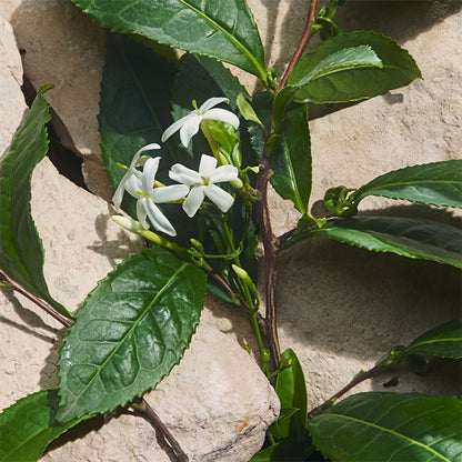 LIGHT BLUE CAPRI IN LOVE EAU DE PARFUM PERFUME by DOLCE &amp; GABBANA at Sundora