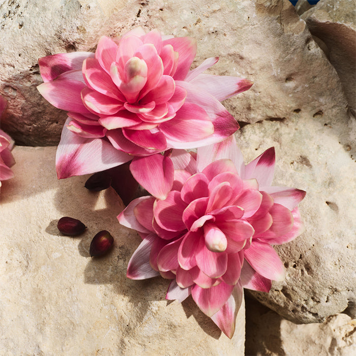 LIGHT BLUE CAPRI IN LOVE EAU DE PARFUM PERFUME by DOLCE &amp; GABBANA at Sundora