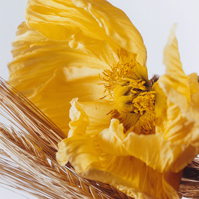 POPPY &amp; BARLEY COLOGNE PERFUME by JO MALONE at Sundora