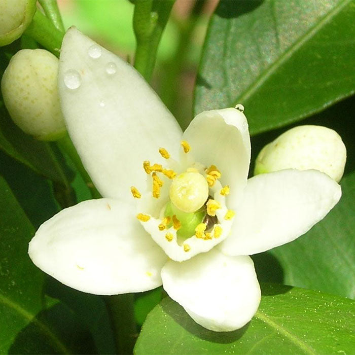 ROME DIVINO AMORE EDP PERFUME by KARL LAGERFELD at Sundora