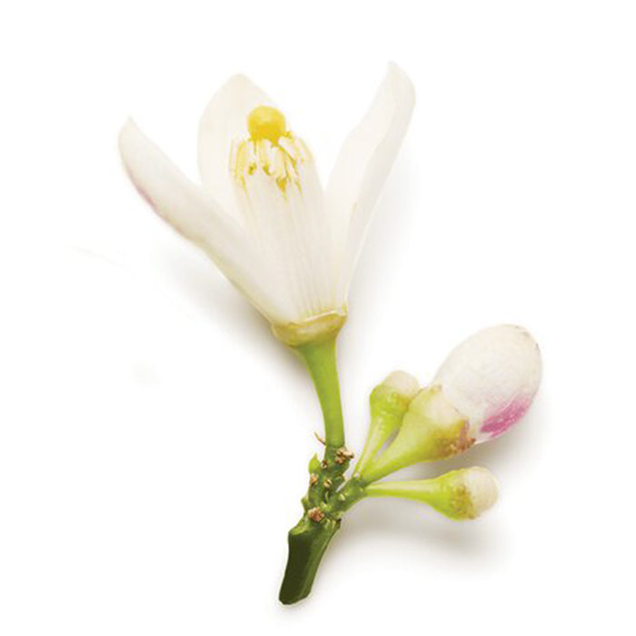 ARMANI CODE FOR WOMEN EAU DE PARFUM PERFUME by GIORGIO ARMANI at Sundora