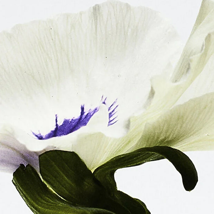 AGUA DROP EDP PERFUME by LOEWE at Sundora