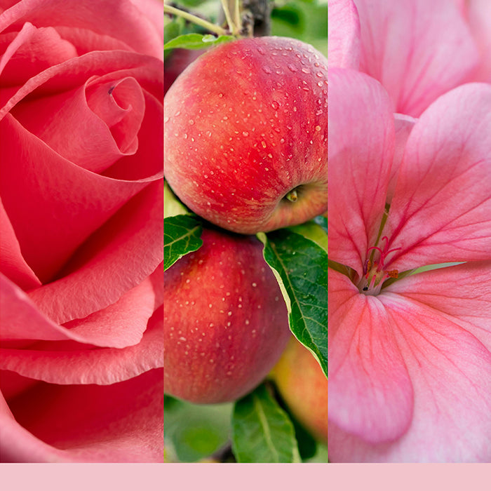 FRESH CUT ROSES SIGNATURE TUMBLER CANDLE CANDLE by YANKEE CANDLE at Sundora