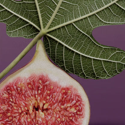 HOLY FICUS CANDLE by D.S. &amp; DURGA at Sundora