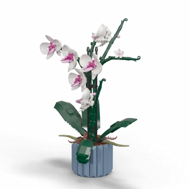 ১০৩১১ অর্কিড