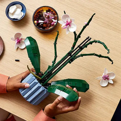 ১০৩১১ অর্কিড