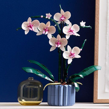 ১০৩১১ অর্কিড