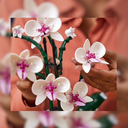 ১০৩১১ অর্কিড