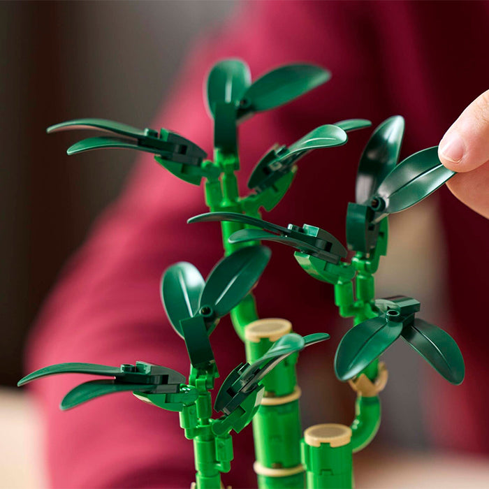 10344 Botanicals Lucky Bamboo