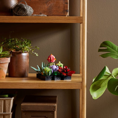 ১০৩০৯ সুকুলেন্টস