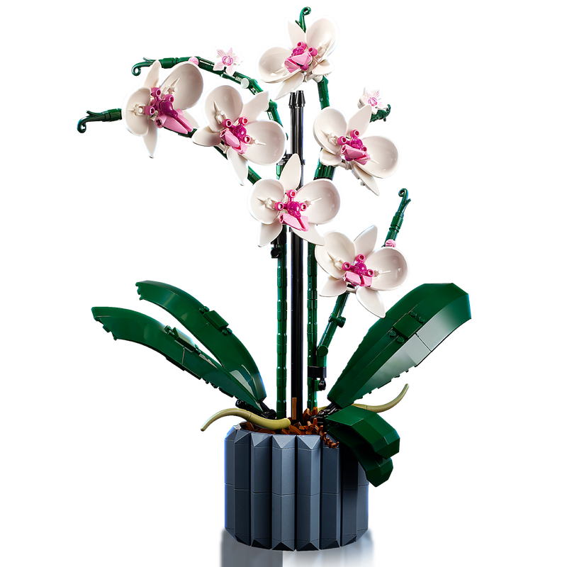 ১০৩১১ অর্কিড