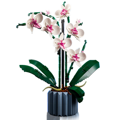 ১০৩১১ অর্কিড