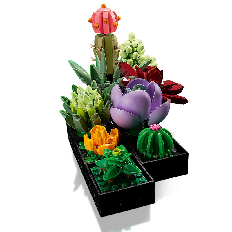 ১০৩০৯ সুকুলেন্টস