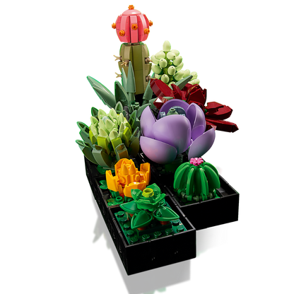 ১০৩০৯ সুকুলেন্টস