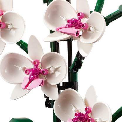 ১০৩১১ অর্কিড