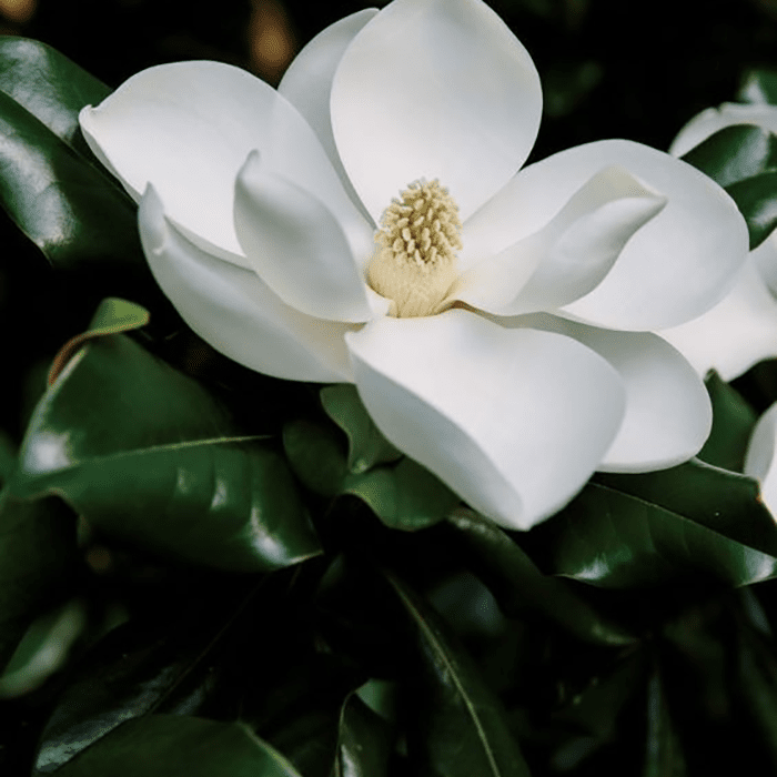 SUNNY MAGNOLIA PERFUME by LANVIN at Sundora