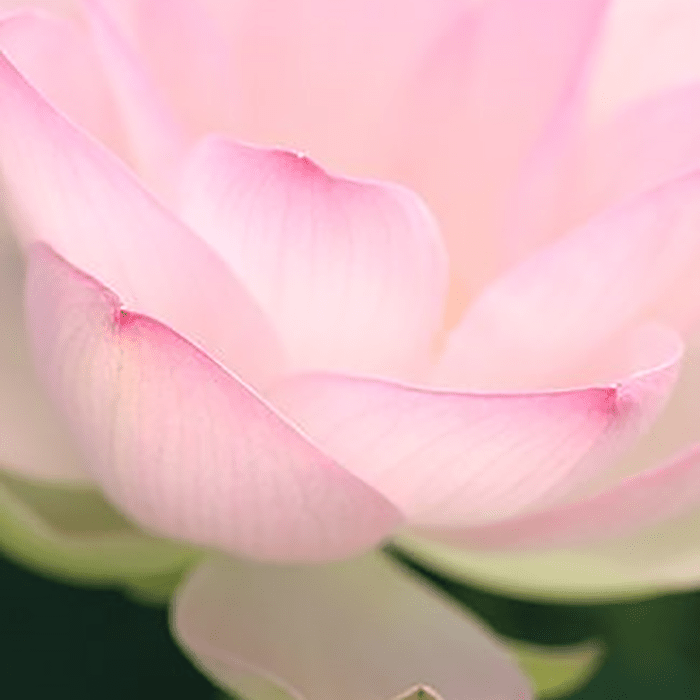 WATERLILLY PERFUME by LANVIN at Sundora